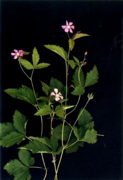 Rubus Arcticus Extract